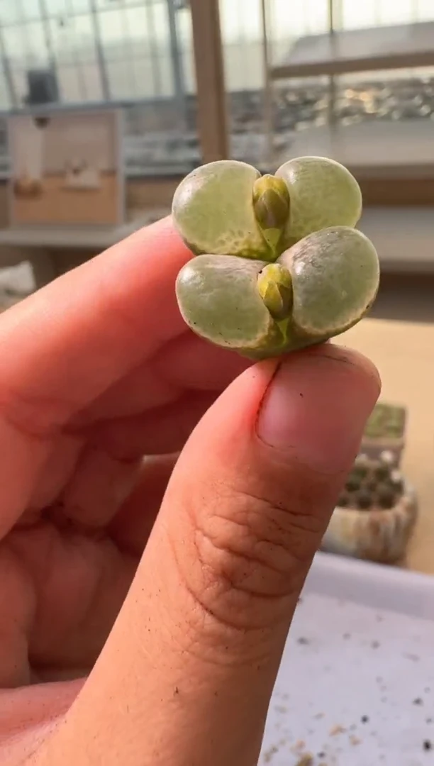 30-342多肉植物肉锥