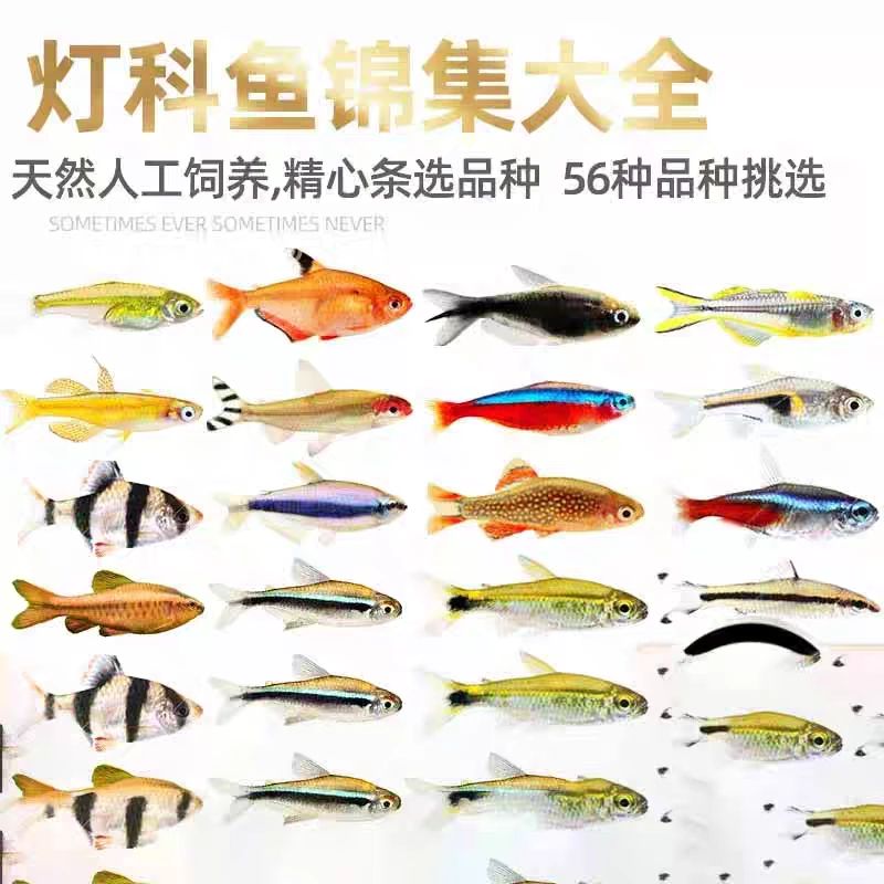 灯科鱼合集小型热带观赏鱼红月可卡帝王灯喷火灯皇室青