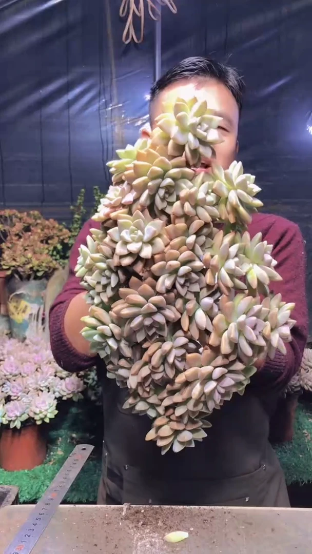 255淡雪缀化（一物一拍）