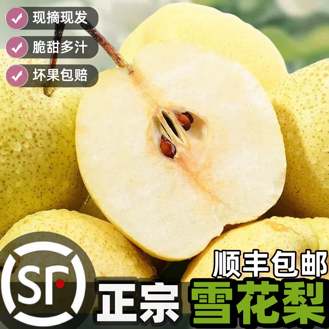【顺丰包邮】正宗赵州雪梨河北当季新鲜水果产地直发梨子整箱批发
