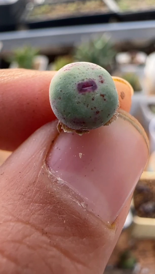 【闪购商品】9-358