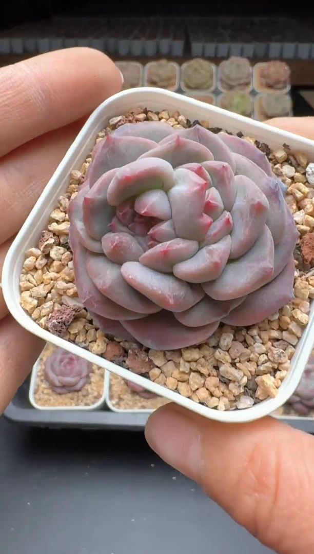 【闪购商品】006号一物一拍珍妮多肉花卉植物3颗起发