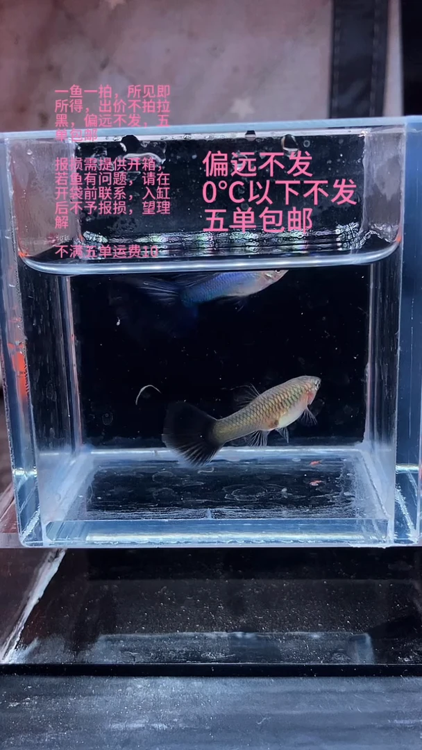 孔雀鱼孔雀鱼 07