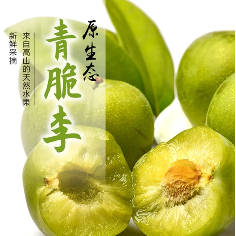 汶川高山新鲜脱骨青脆李应季水果脆甜多汁爽口果园现采产地直发