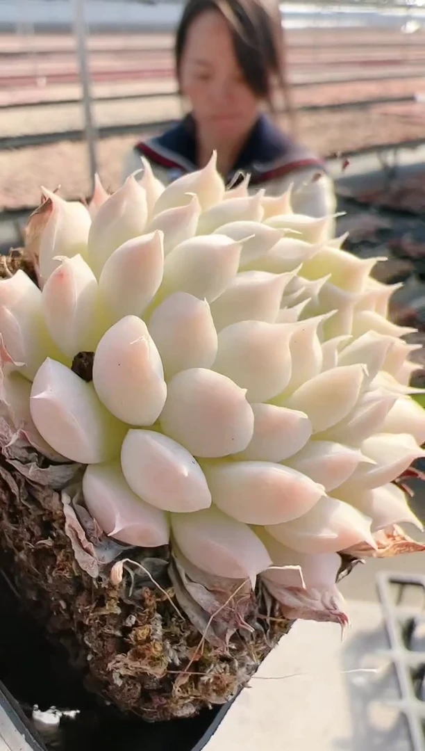 【闪购商品】新-119