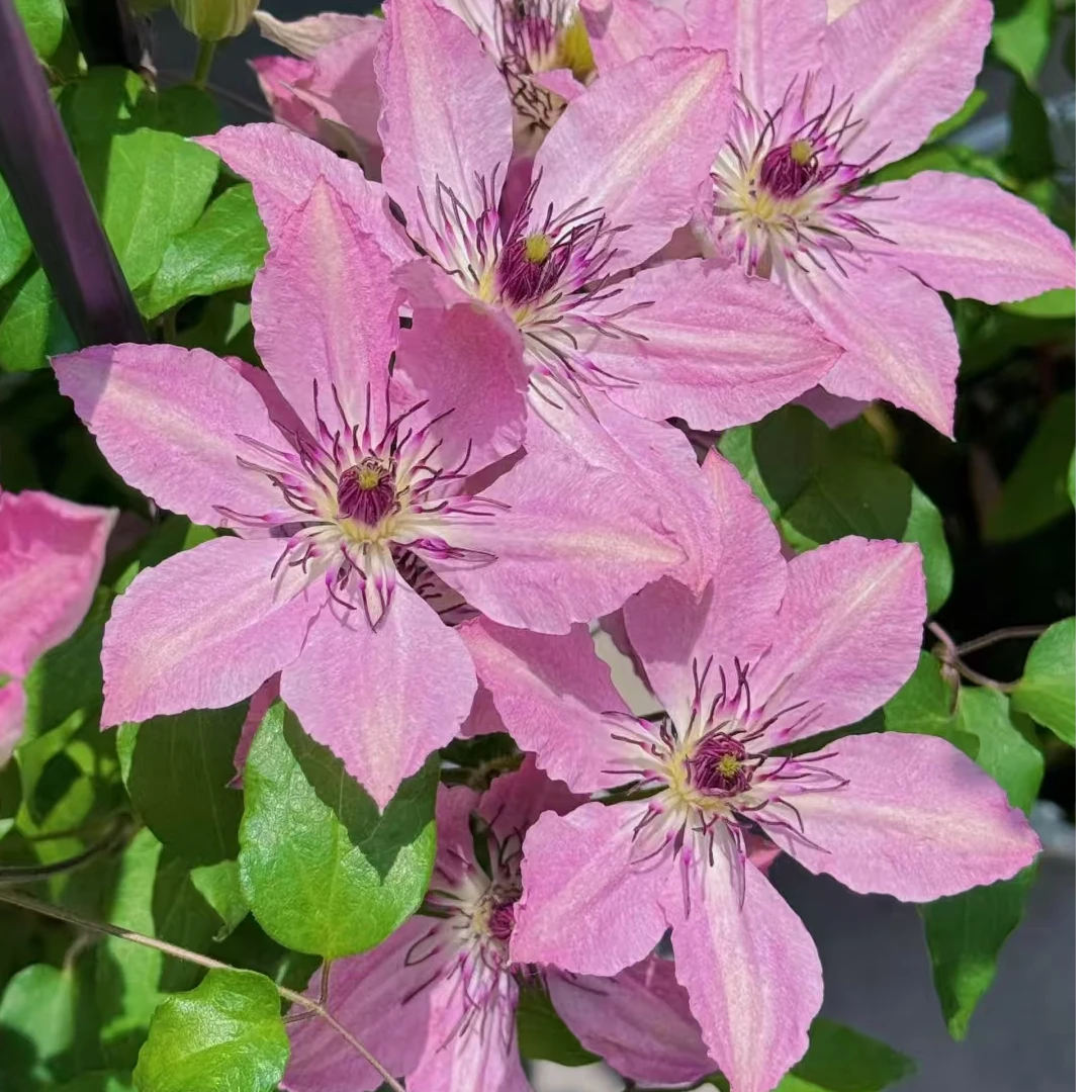 铁线莲  莎拉伊丽莎白 大道中鲑鱼粉 可垂吊品种 南北方种植