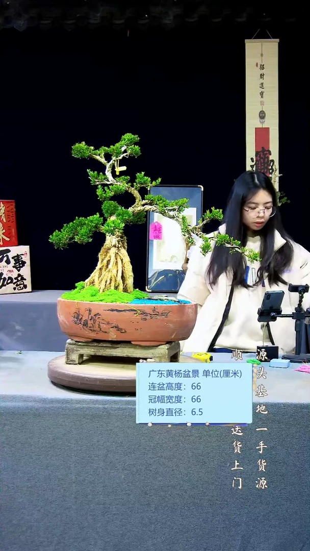 【闪购商品】雀舌黄杨盆景雀舌黄杨盆景