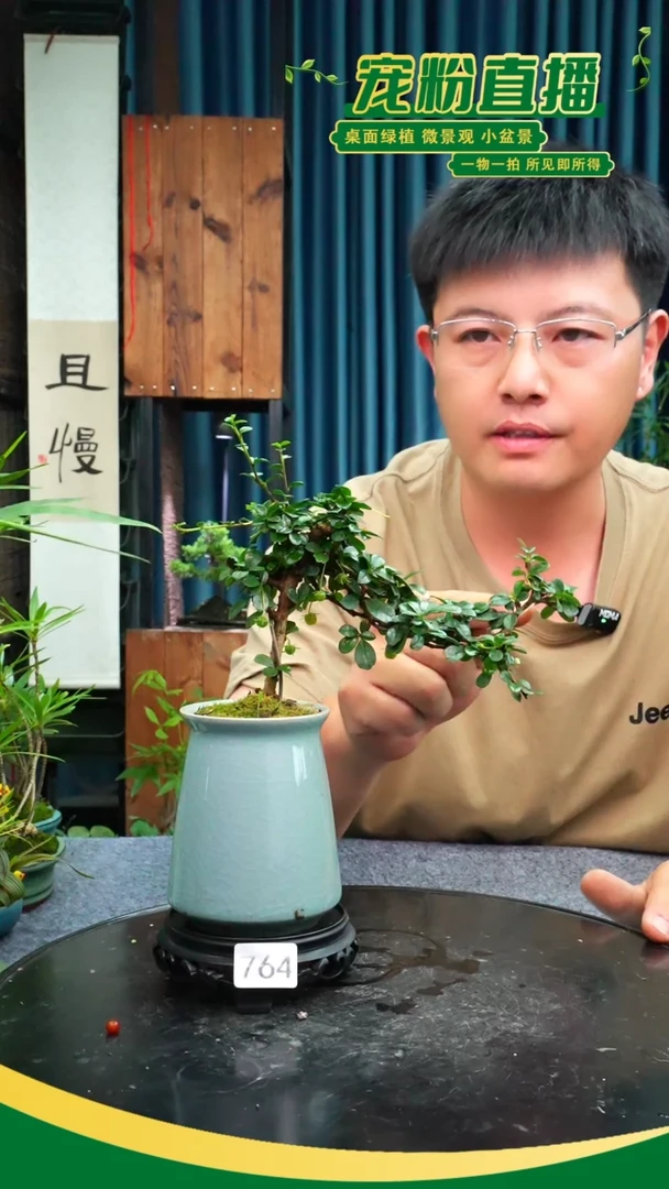 无花朵苔藓微景观764号