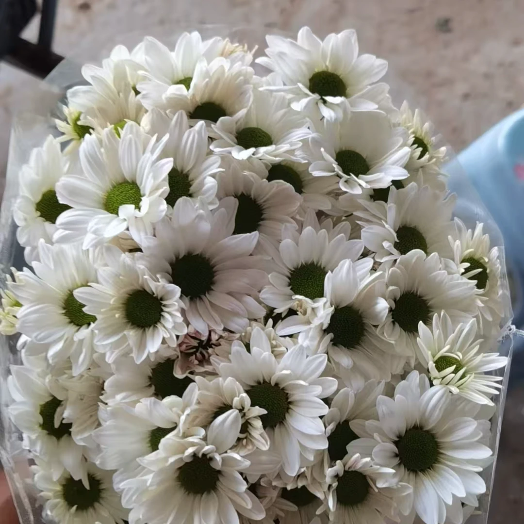 海南鲜花基地直发小菊80支