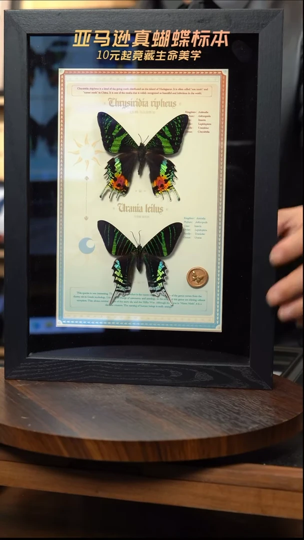 太阳蛾+月亮蛾设计款A4黑框