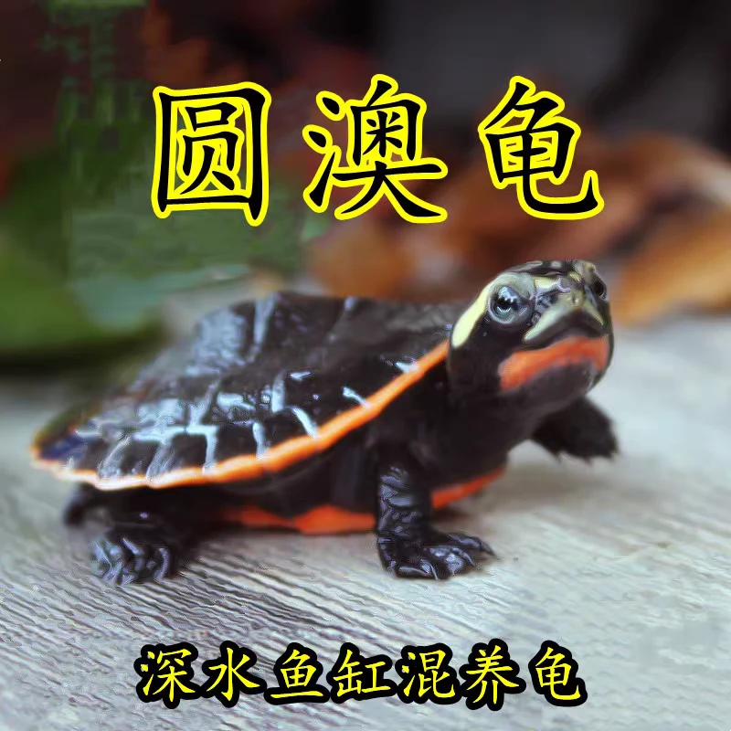 小乌龟活体珍珠龟宠物花杂草观赏龟六线中华草龟活物直播小游戏