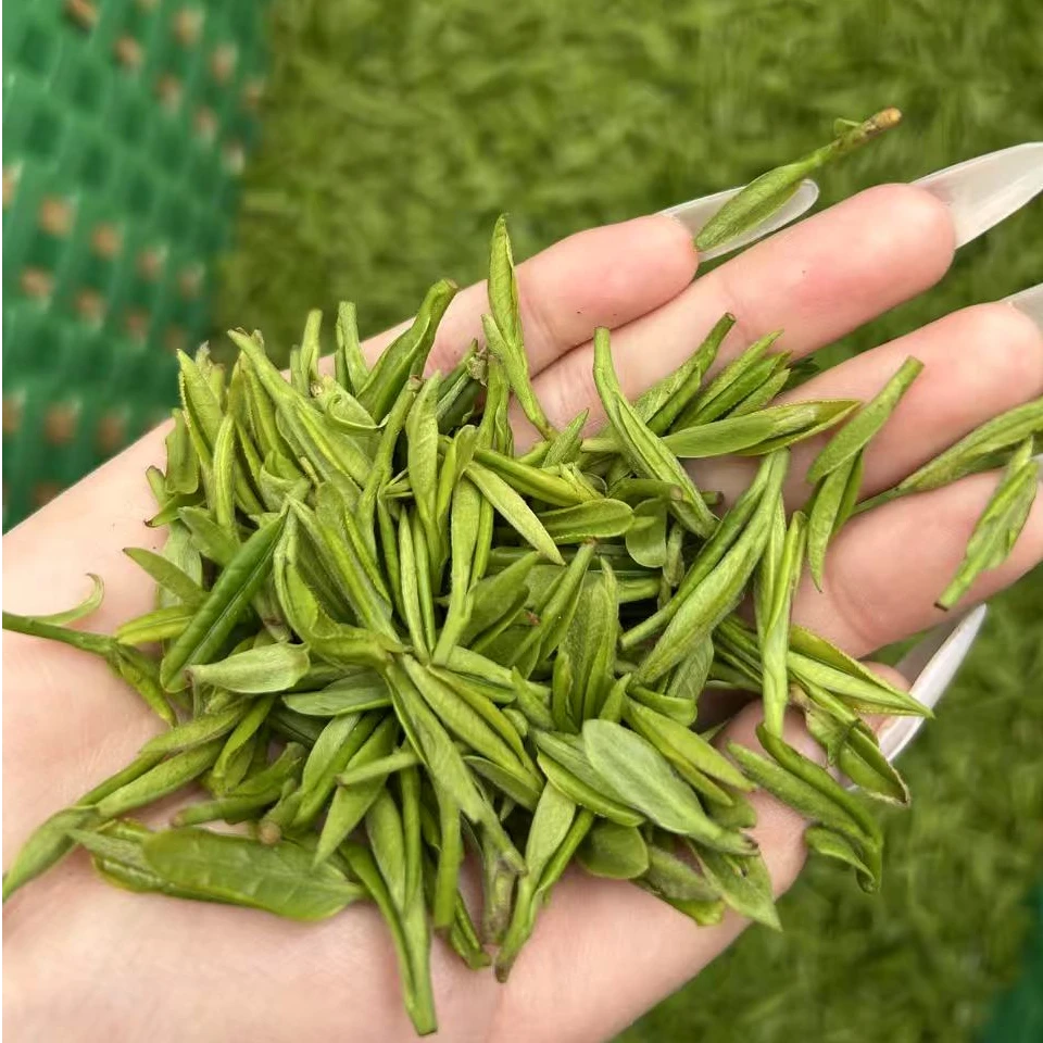 H1【游侠专享】霍山黄芽2025年新茶明前核心产区内山黄牙黄茶春茶