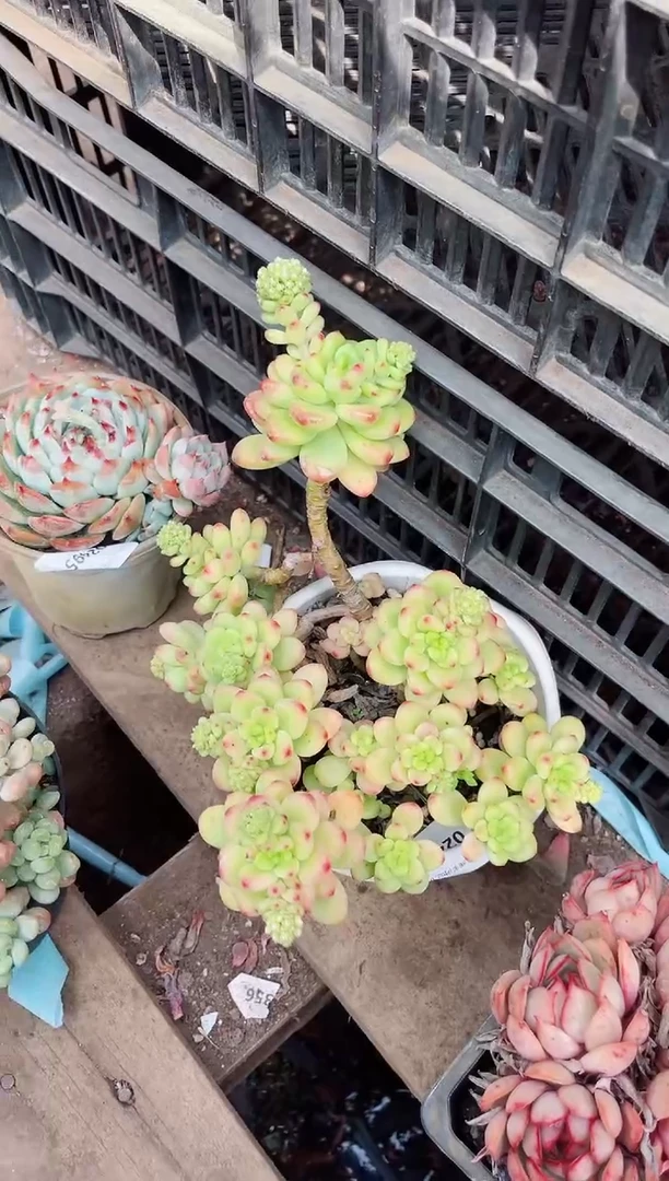 【闪购商品】02494