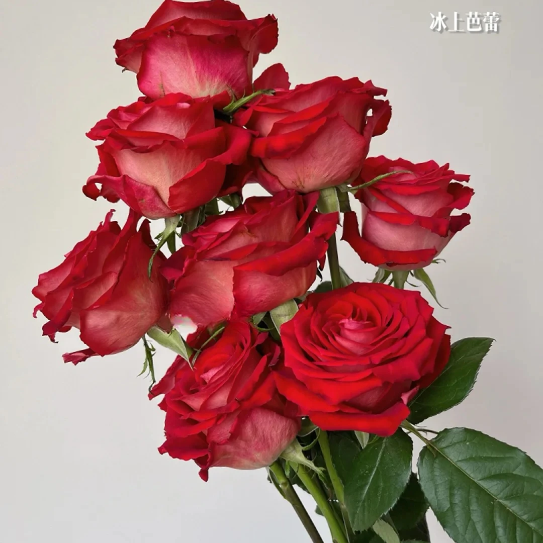【花王朝甄选】冰上芭蕾-单头-玫瑰/元旦预热 任意两单花材升级快递