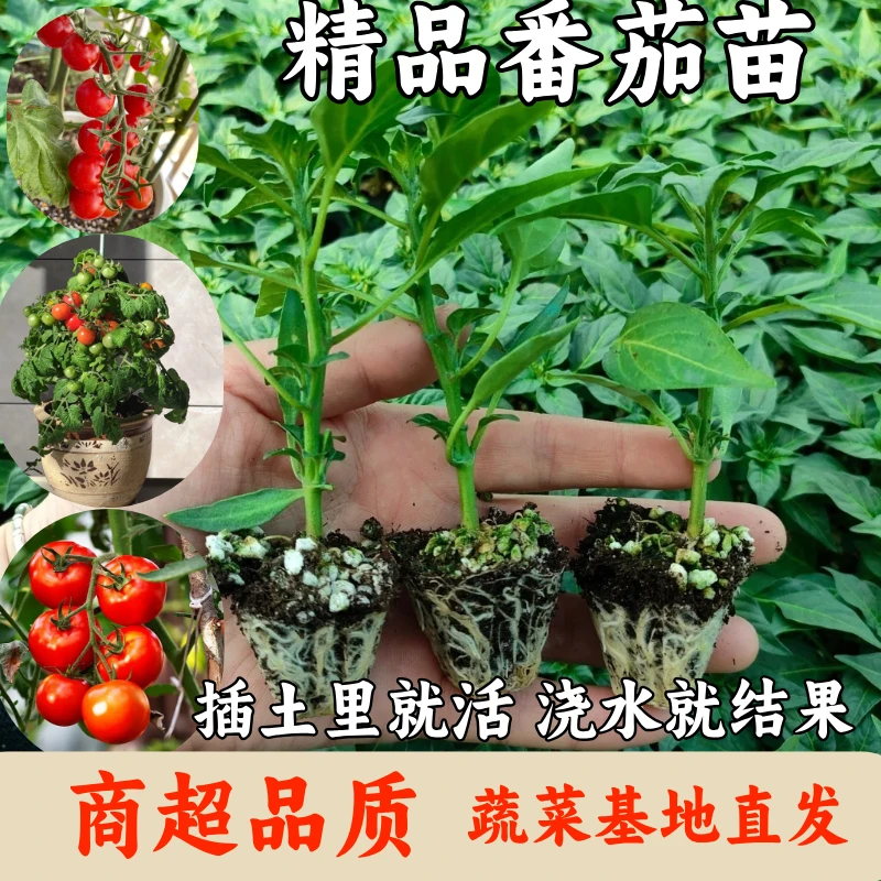 高产优质番茄苗穴盘苗老番茄千禧圣女果秧苗阳台种植好养