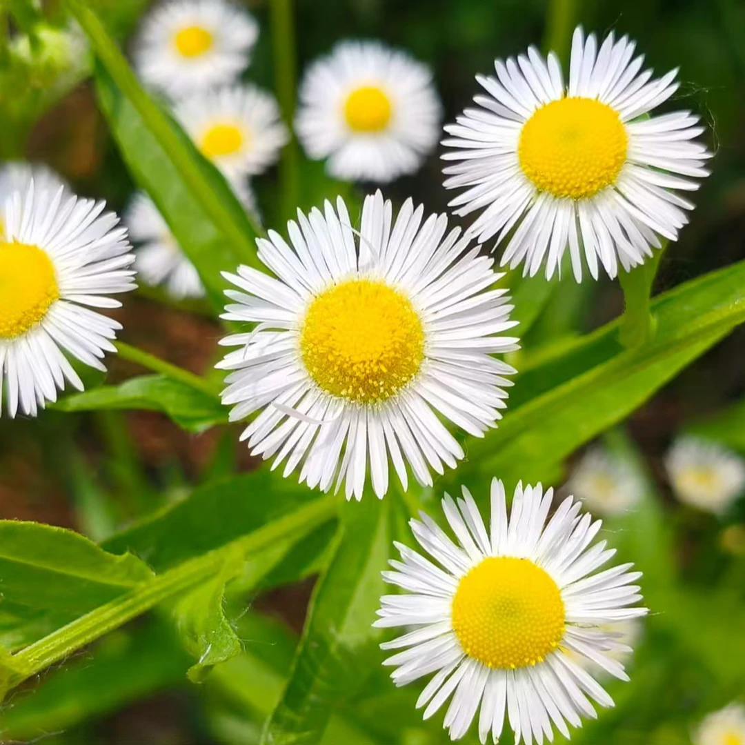 居家日用百货摆件A201_____A250