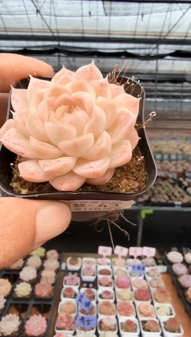 东云多肉园新款-43