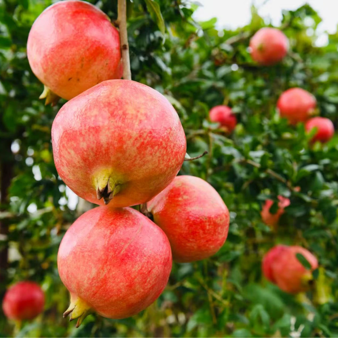 潼关软籽石榴新鲜现采现摘产地直发