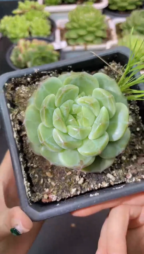 288新珍妮 一物一拍
