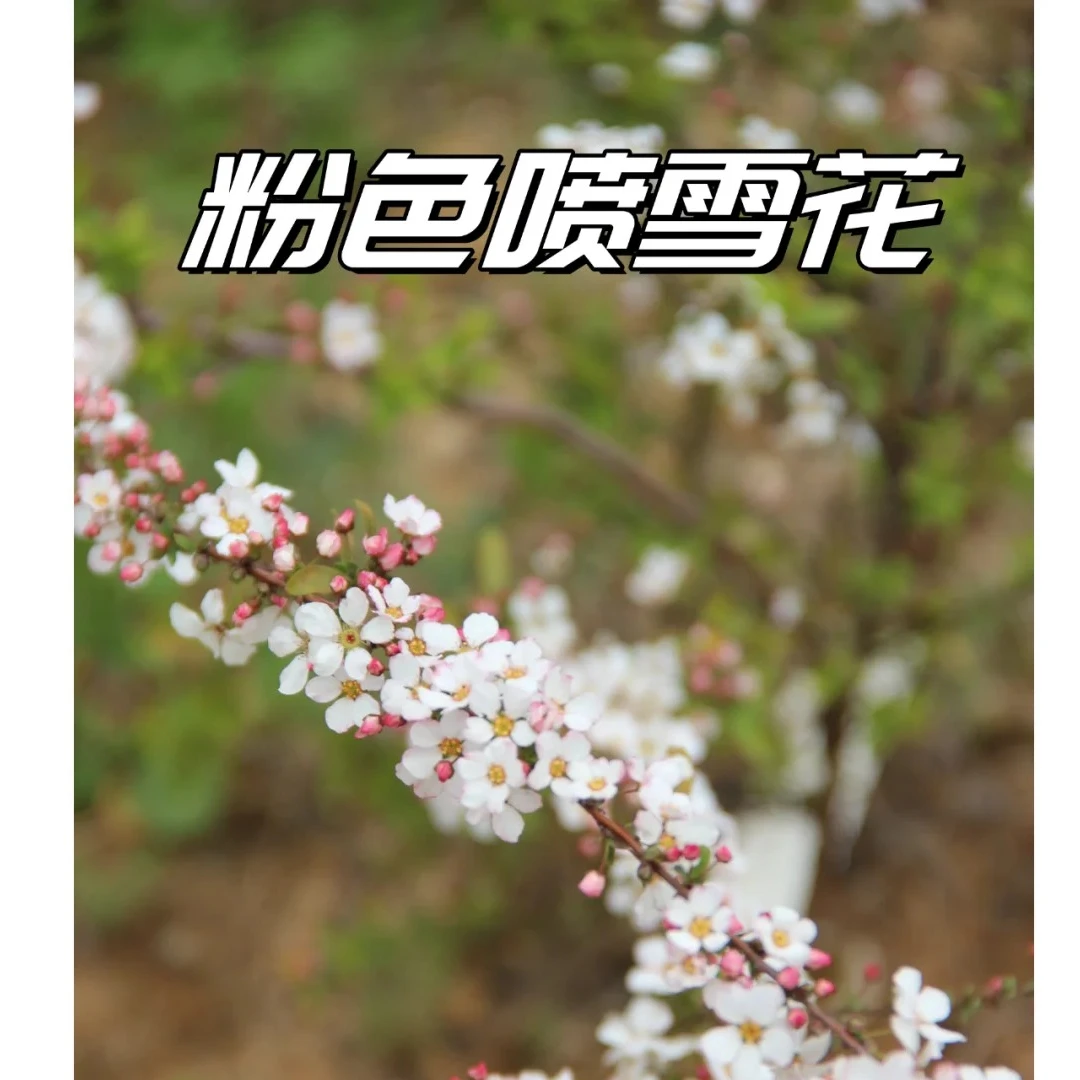 粉色喷雪花盆栽庭院耐寒耐热多年生木本花卉雪柳植物仙气淡粉色