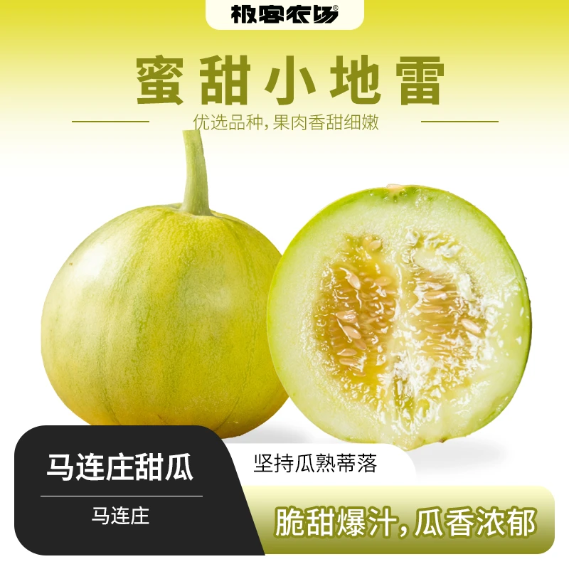 正宗马连庄甜瓜脆甜多汁果香浓郁皮薄肉厚 4斤头茬甜瓜小蜜罐新鲜