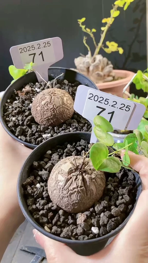 【闪购商品】 南非龟甲龙2.25.71