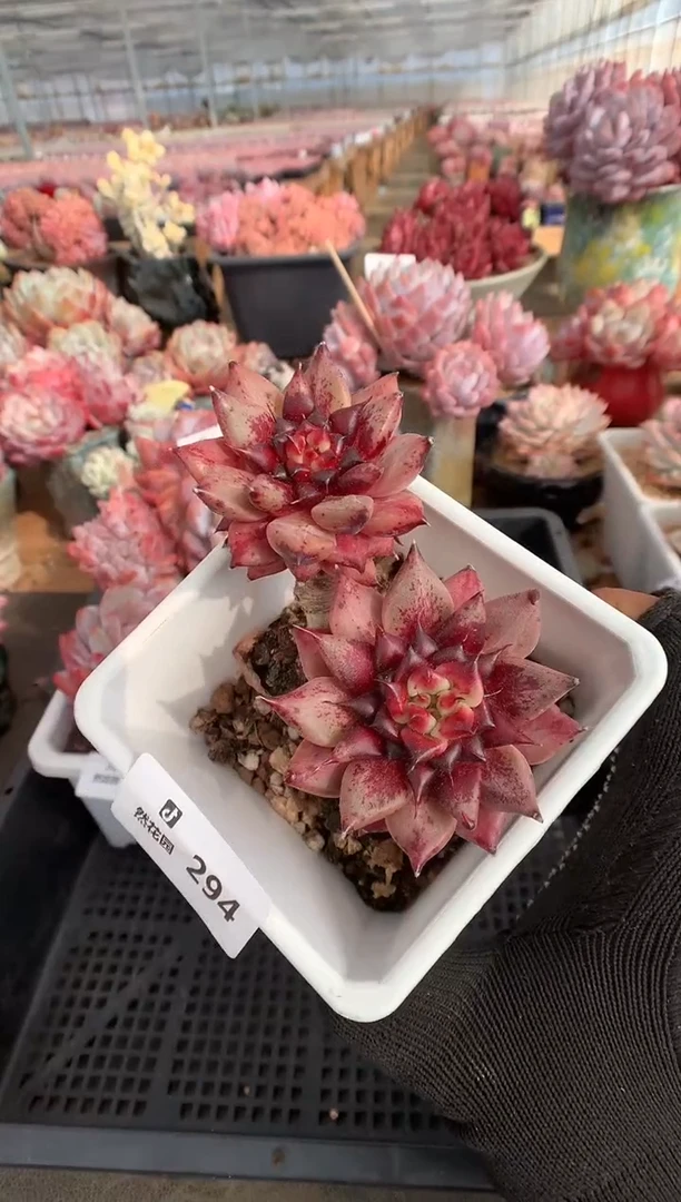 294多肉植物一物一拍