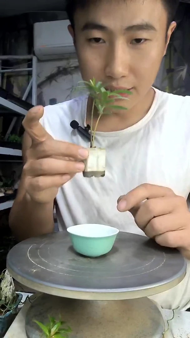 喊****n中青园艺一物一拍57