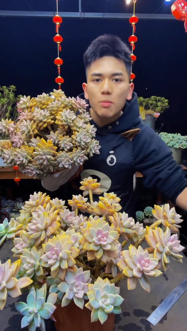 超大冠幅飘枝紫雾