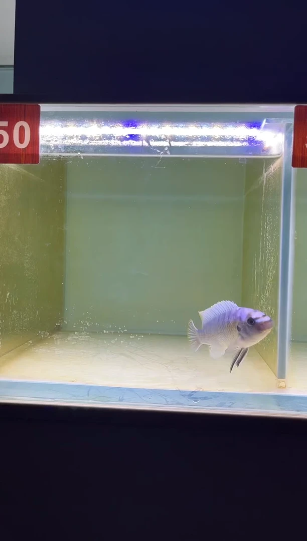 海水鱼三湖慈鲷野生