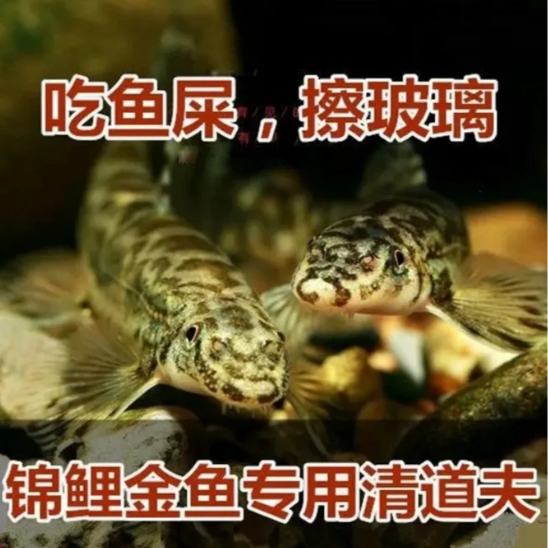 锦鲤金鱼专用冷水清洁鱼 樱口鳅 吃垃圾吃鱼屎中大型清洁工包邮