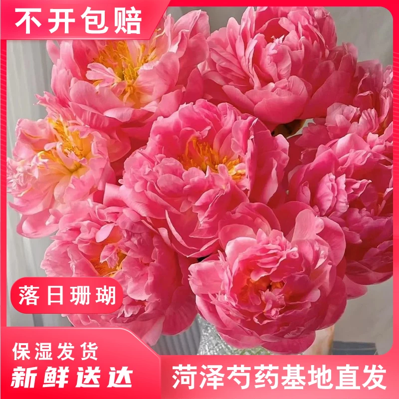 【进口落日珊瑚】芍药鲜切花重瓣鲜花基地直发水插花客厅阳台花卉