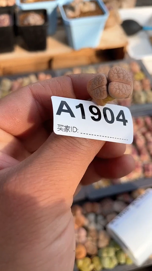 【闪购商品】1904直播一物一拍