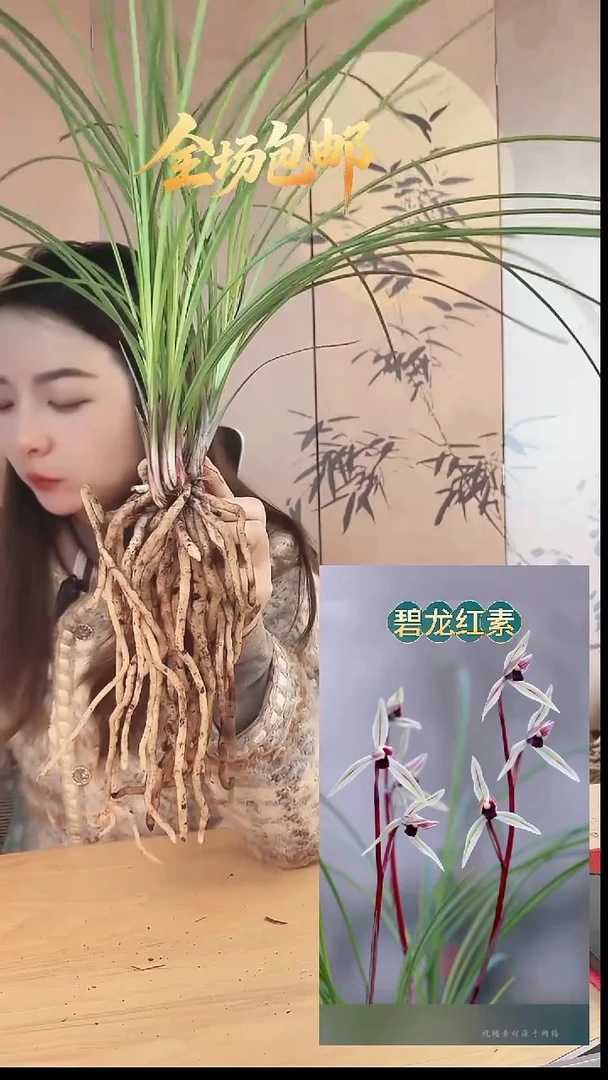 当前无花栽培后可以开花：碧龙红素