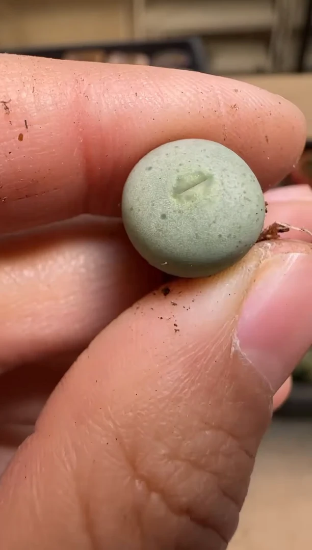 【闪购商品】7--15