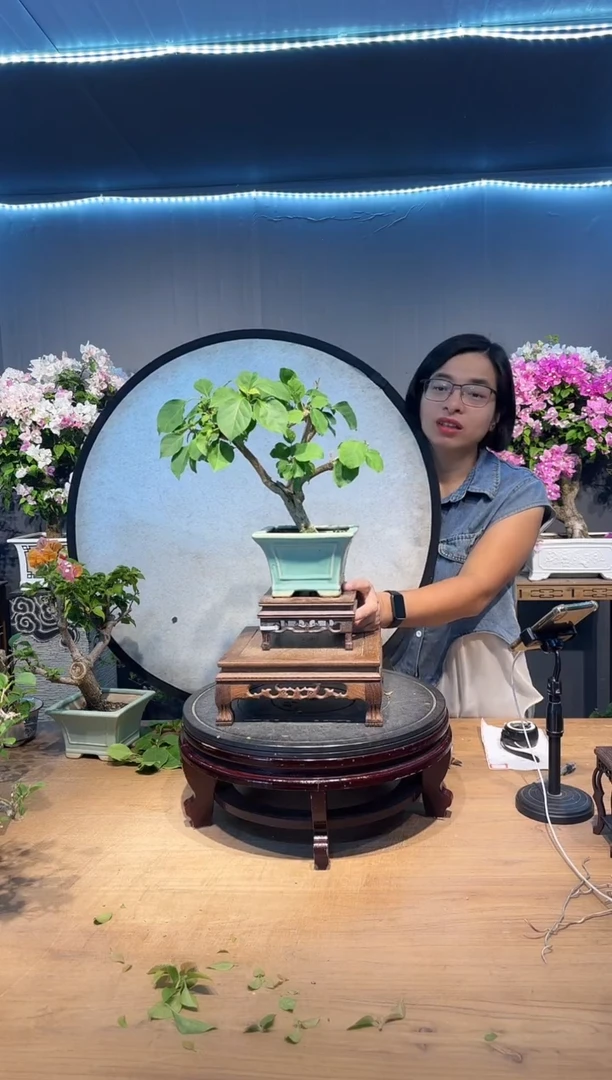 三角梅绿叶橙三角梅