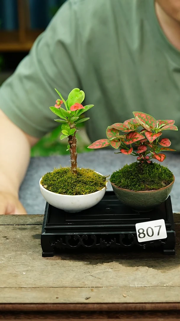 无花朵苔藓微景观807号
