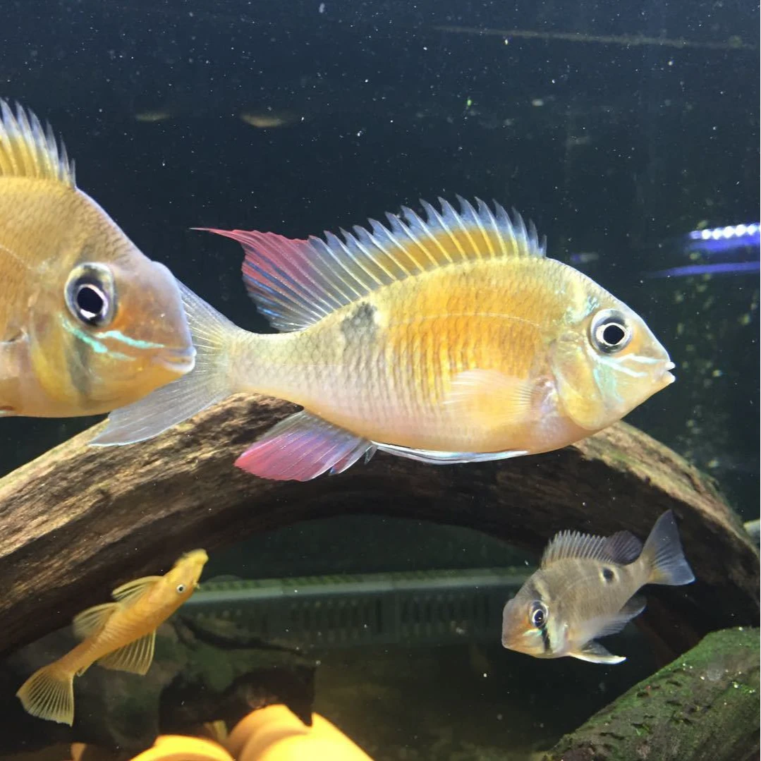 食土鲷链接  月亮宝石 黄金鹅头 七彩额头