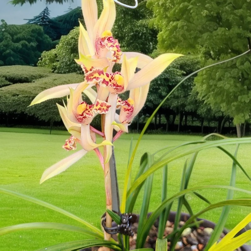 家庭绿植兰花盆栽兰草惠兰春兰一物一拍链接市长红兰花蕙兰盆景