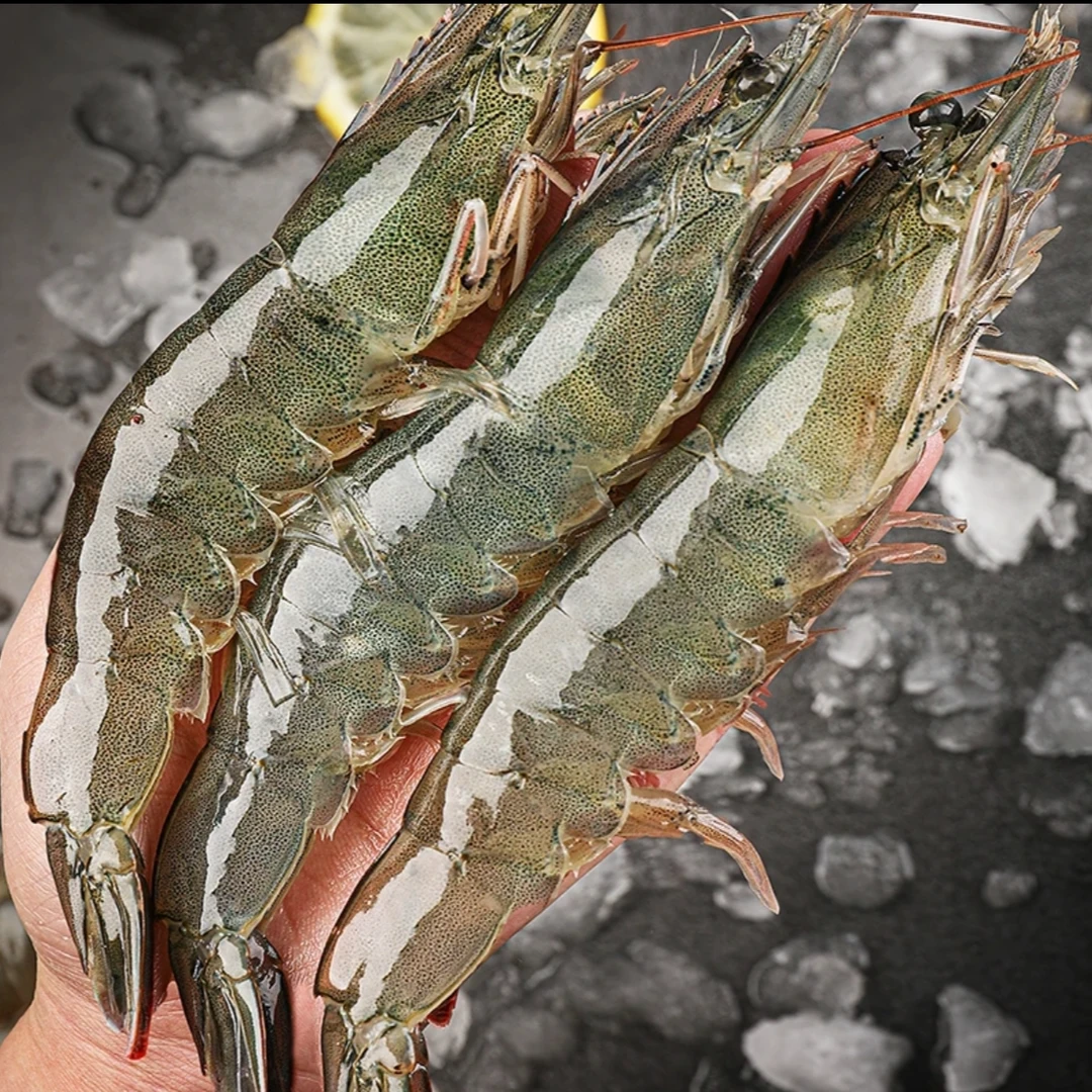 【海洋大虾】海水大虾单只15-18cm左右 2000g/盒含薄碎冰锁鲜 共50~60只海虾11/21【张莹】【净含量1100g2.2斤】