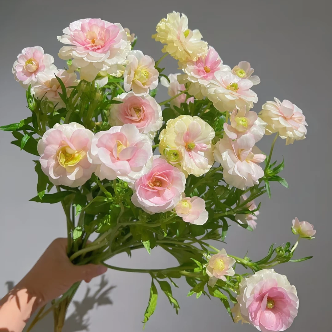 【AAA级】蝴蝶洋牡丹一把10支 云南鲜花基地直发 鲜切花基地直发
