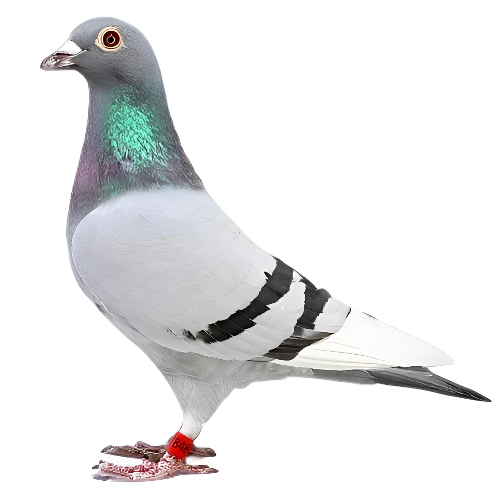 清棚种鸽信鸽  大鼻子 血统鸽 成绩鸽 晚归鸽 鸽子佩戴足环的鸽子