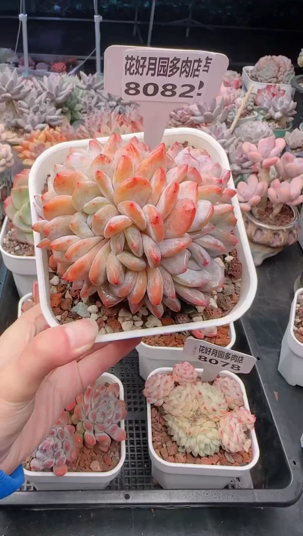 【闪购商品】8082.