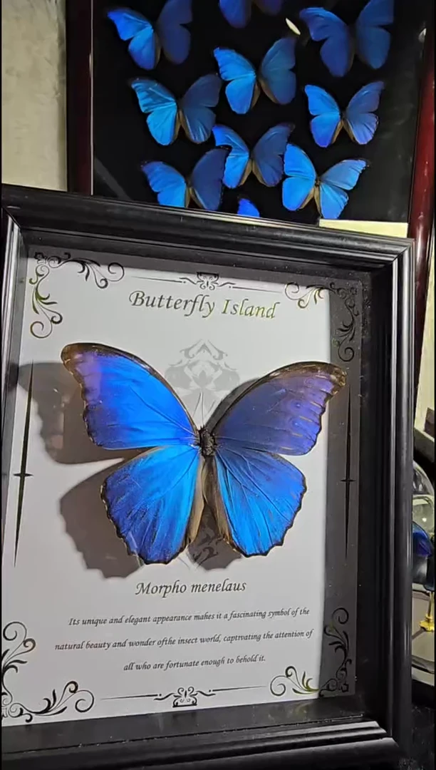 大蓝闪蝶精美蝴蝶标本