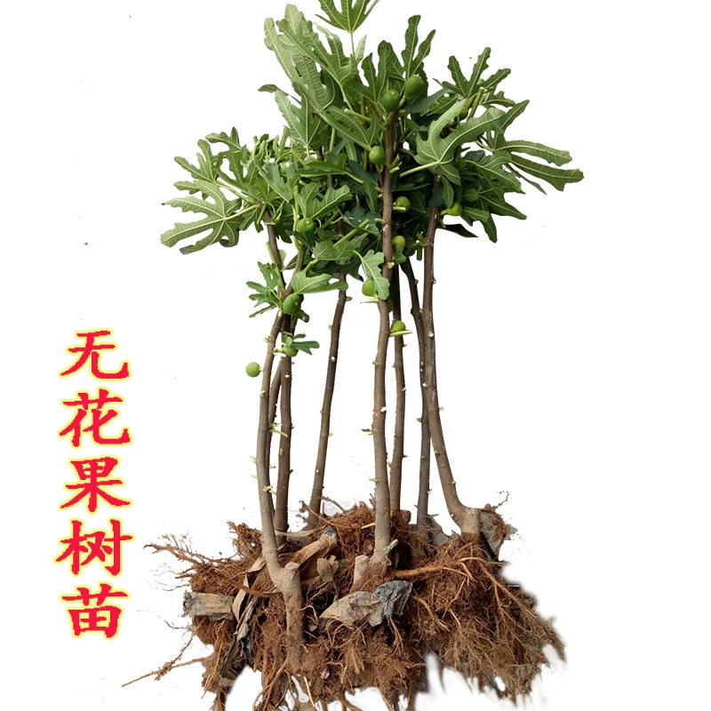 无花果树果苗盆栽矮化特大果波姬红南方北方种植无花果苗树苗带土