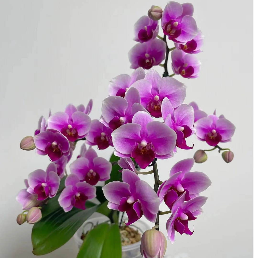 【绝代双骄】第三名3.5寸花卉蝴蝶兰   ——带花剑