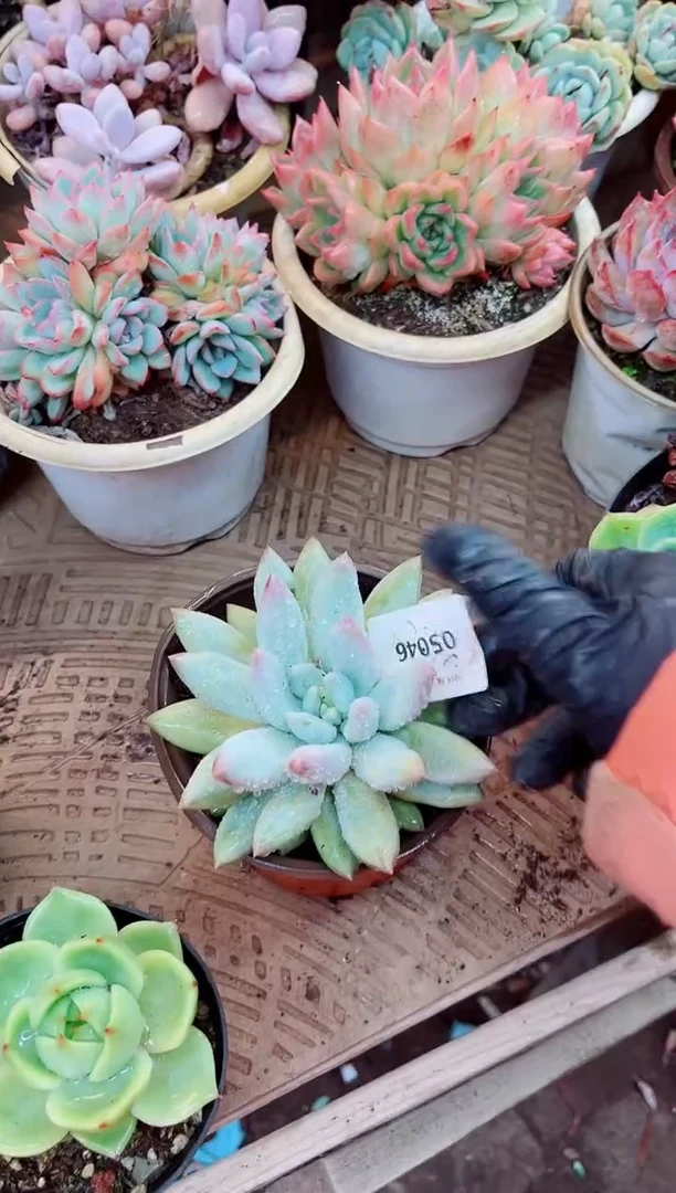 05047多肉植物一物一拍