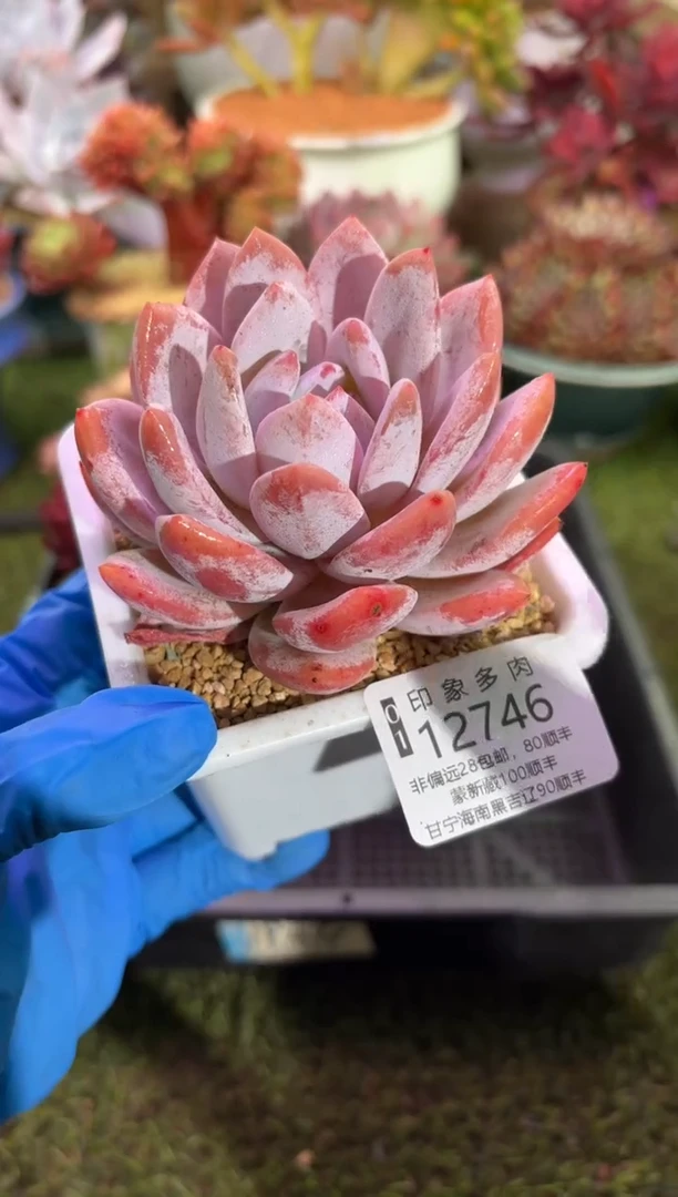 【闪购商品】12746