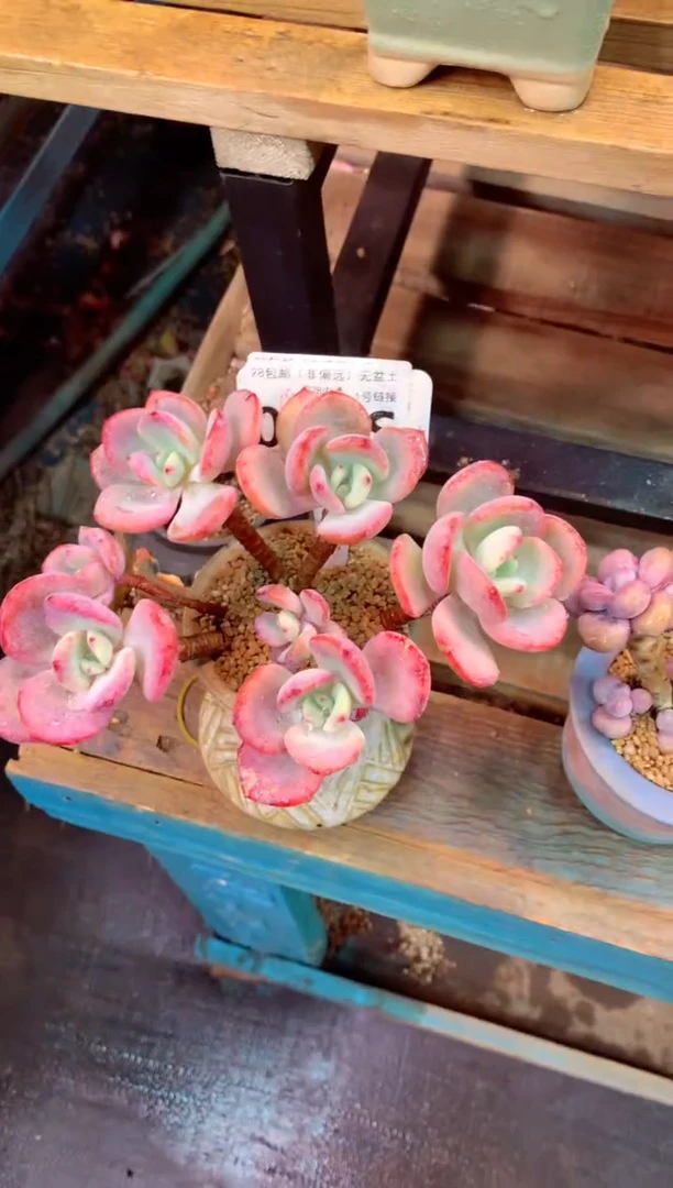 001S（一物一拍，精品多肉，所见即所得 ）