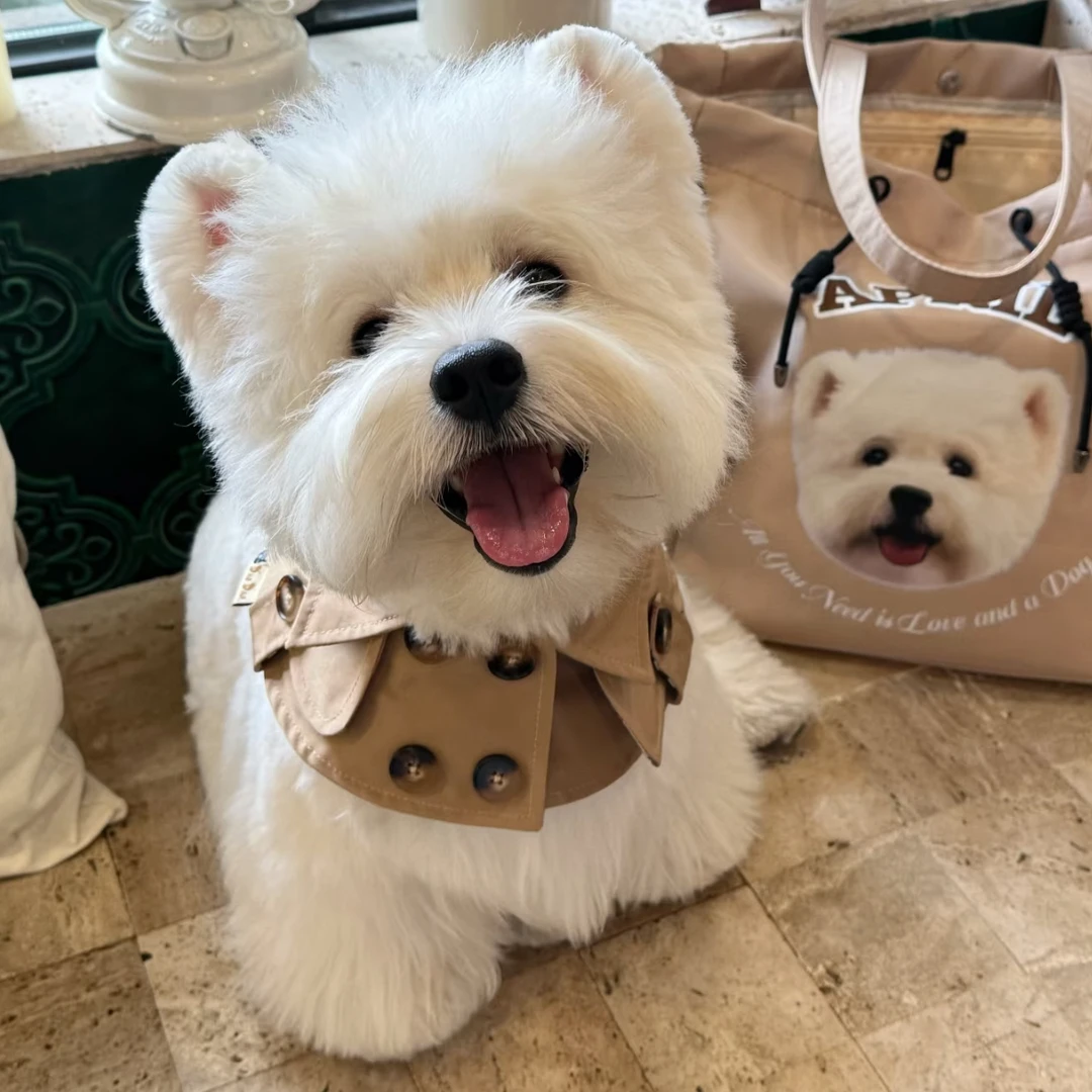 【小胖专属】西高地幼犬活体宠物幼崽软毛刚毛西高地白梗小狗活物